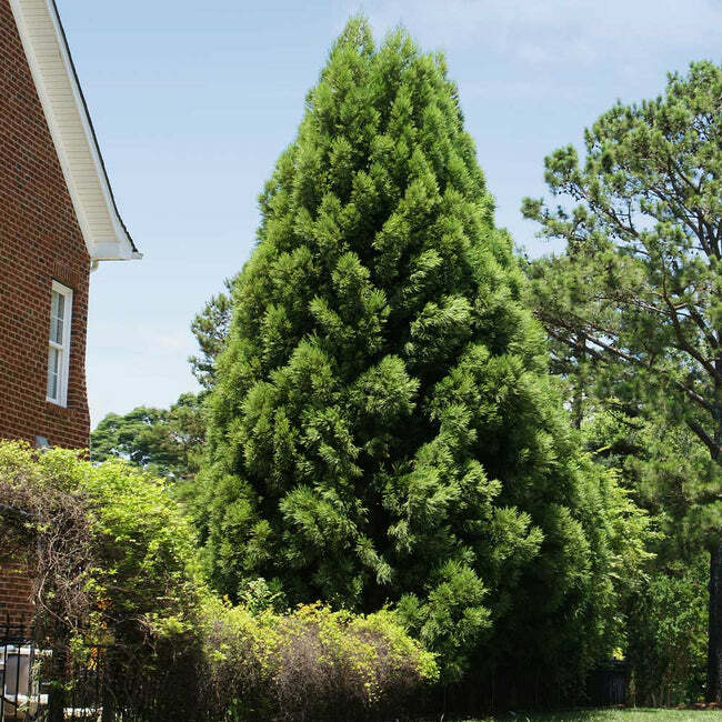 CRYPTOMERIA YOSHINO Japanese Cedar qt pot | eBay