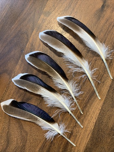 5pcs Set Natural Blue Duck Mallard Feathers 14-15cm DIY Art Craft Smudge Fan - Picture 4 of 6