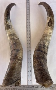 NICE Western Lodge Man Cave Antler Steer Watusi Cow Long Horn Taxidermy Medieval