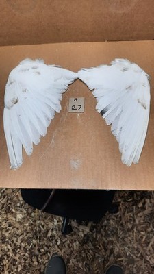 Pair Pigeon Wing Feathers Fly Tying Crafts Taxidermy Natural Causes A27