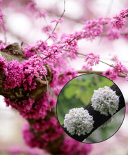 Eastern Redbud tree seeds Pink and White Selection Pre-Stratified Ready