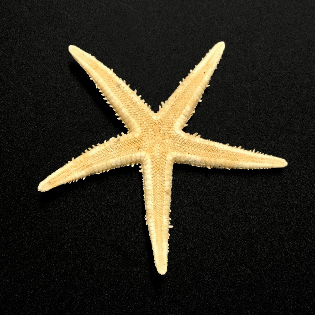 Flat Starfish Sea Shell Asteroidea Natural Dry Real Star Fish Sea