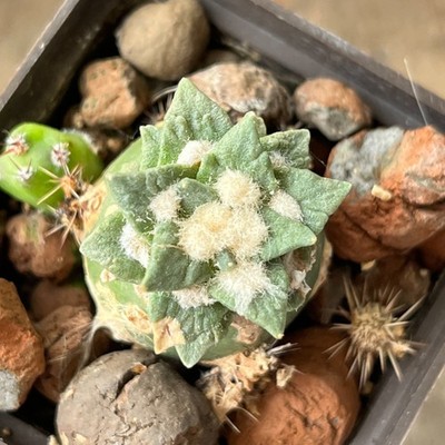 A1-956 Cactus hybr (agavoides x kotschoubeyanus), grafted