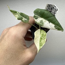 Alocasia Maharani Variegata - Very rare variegated aroid plant ref 03AMAV20