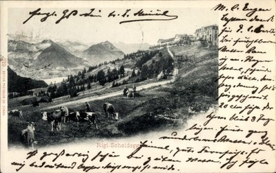 Postcard Rigi Scheidegg in the Allgäu Swabia. Cows in Pasture - 4981965