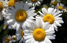 20.000+ Samen Chrysanthemum leucanthemum - Wiesen-Margerite , Margerite Großpack
