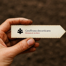 Geoffroea decorticans | Chañar | Chilean Green Wood | 100 SEEDS -  - SEMI Legno