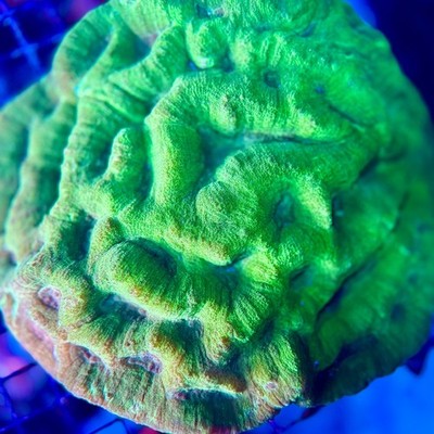 live coral Neon Green Bowerbanki Acan LPS Coral by 
