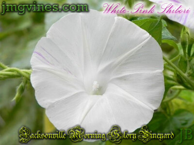 Semi Di Ipomoea Purpurea Gloria Del Mattino – Bianco/rosa, Raccolti A Mano In USA (2013), 10 Semi