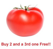 Beefsteak Tomato Seeds 100 NON-GMO