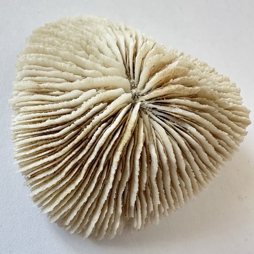Natural Mushroom Coral Skeleton | Plate Coral Coastal Nautical Decor