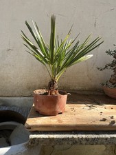 Bonsai Palma TRACHYCARPUS FORTUNEI , Palma Nana Piccola Uguale Come In Foto
