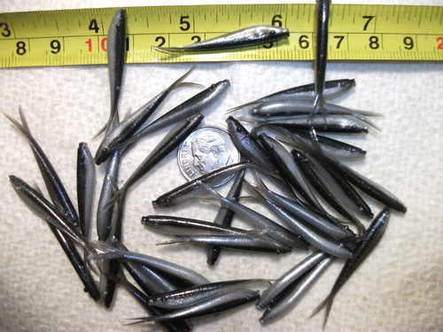 200-1 1/2"-INCH-MICRO-CRAPPIE-PANFISH-SHAD MINNOW-ICE GRUB-JIG-split tail-flukes - Picture 7 of 9