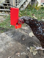 Chicken Grit Feeder