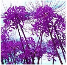 Imp. Lycoris Lily Bulbs For Home Gardening Planting (Purple, Pack of 3)