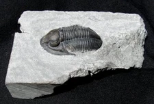 LARGE, INFLATED PSEUDODECHENELLA TRILOBITE FOSSIL IN LIMESTONE, NEW YORK STATE!