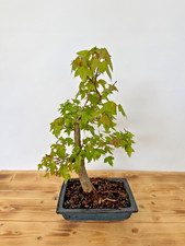 Bonsai Dreispitzahorn 5122 Acer Buergerianum Outdoor pflegeleicht Laub abwerfend