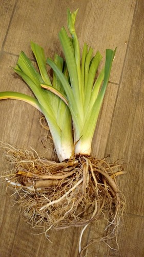 Hanalei Bay - Daylily Live Plant 2 Fans Perennial Flower - Picture 2 of 2