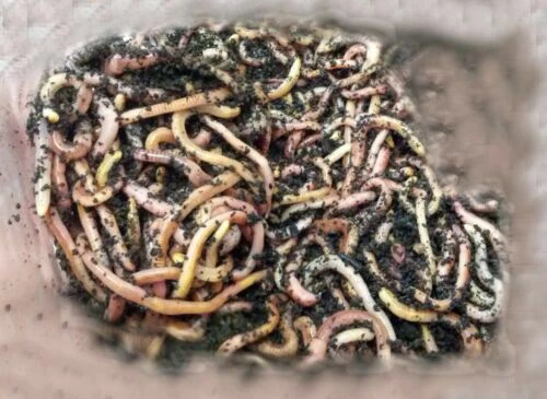 Angelboilies & -futter für Rotfeder