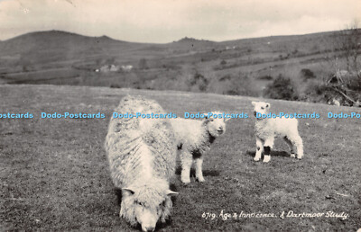 R351039 A Dartmoor Study Age and Innocence E A Sweetman Domino Series RP
