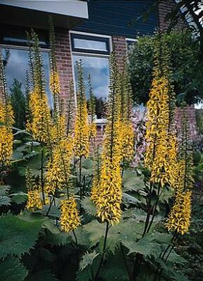 Ligularia przewalskii 100 seeds | eBay