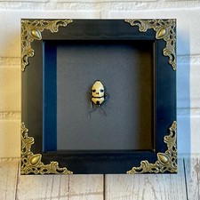 Pearl Man Face Stink Bug (Eucorysses grandis) Baroque Deep Box Frame Display