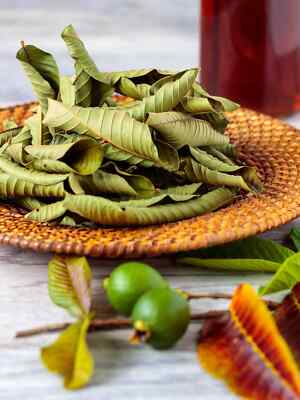 100 Organic Guava leaves fresh dried Hojas de Guayaba Guayabo Psidium Guajava