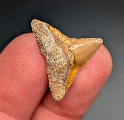 #ad #ad Unique XL Rare Orange Bone Valley Bull Shark Tooth Megalodon Era $20.70