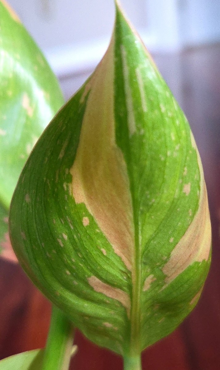 Rare Philodendron Congo Nuclear Galaxy Clump 14" Tall Not Monstera Anthurium  | eBay