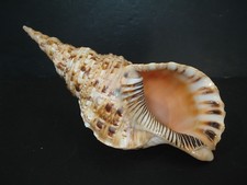 Collezionismo Fave...CHARONIA TRITONIS~323mm/12 3/4"~Tromba Triton CONCHIGLIA