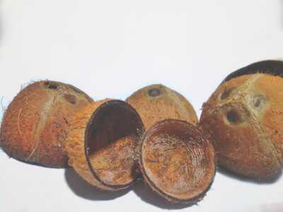 ECO-FRIENDLY COCONUT SHELL halves 2 pieces 100% natural Ceylon