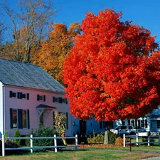 *RED SUNSET* Japanese Maple (Acer rubrum) Tree Seeds, Landscaping or Bonsai