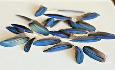 "25 plumas de guacamayo azul real y turquesa naturalmente fundidas 5""-3"""