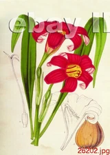 Chinese 100% real natural silk thread,su hand embroidery kits:flower 11"