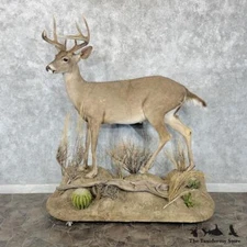 #30288 EL | Coues Deer Life-Size Taxidermy Mount For Sale