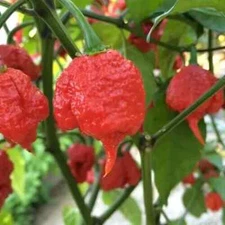 4 Super Hot Carolina Reaper  peppers- 2 Ingredients only- PURE FIRE  Hot Peppers