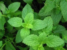 Peppermint Essential Oil 100% Pure&Natural 15 ml up to 8 oz.5-10% off!!!