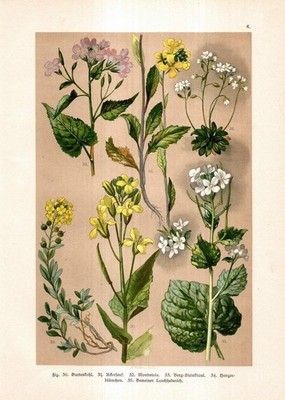 1896 Kreuzblütler Grünkohl Acker-Senf Steinkraut .. Botanik Chromolithographie