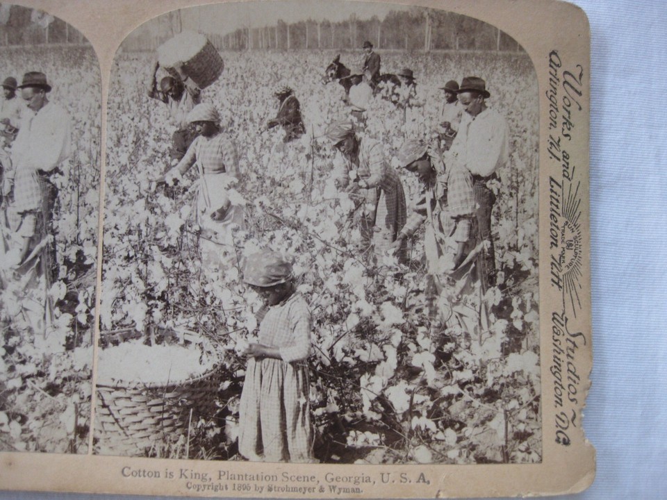 1895 Stereo View Card Picking Cotton Plantation Scene Cotton