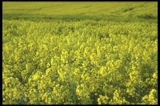 298088 Rapeseed Crop In Cranfield A4 Photo Print