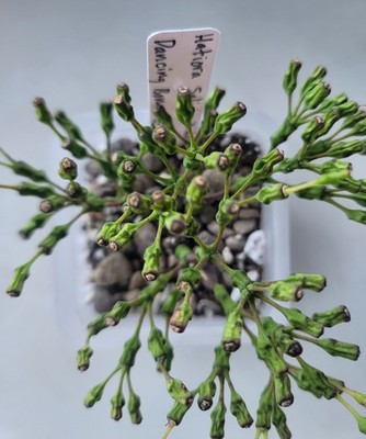 Live Rooted Hatiora Salicornioides ''Dancing Bones'' Cactus In 3'' Pot