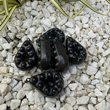 10x 6oz gripper carp,barbel,river leads  BLACK