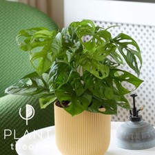 20cm Monstera Adansonii Monkey Mask Mini Swiss Cheese Plant Indoor 12cm Pot