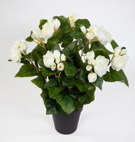 Begonie 38Cm Weiß Im Topf Lm Kunstpflanzen KüNstliche Pflanze Kunstblumen