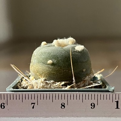 6-1616 Best cactus alberto vojtechii VM 840, Zacatecas, Mex, grafted