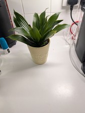 Dracaena Compacta Evergreen House Potted Plant