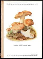 1913 Original Antique Color Print Hydnum Repandum - Sweet Tooth Mushroom