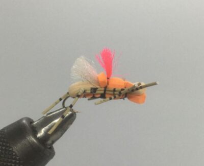 One Dozen (12) - Fat Albert - Tan and Orange - Terrestrial