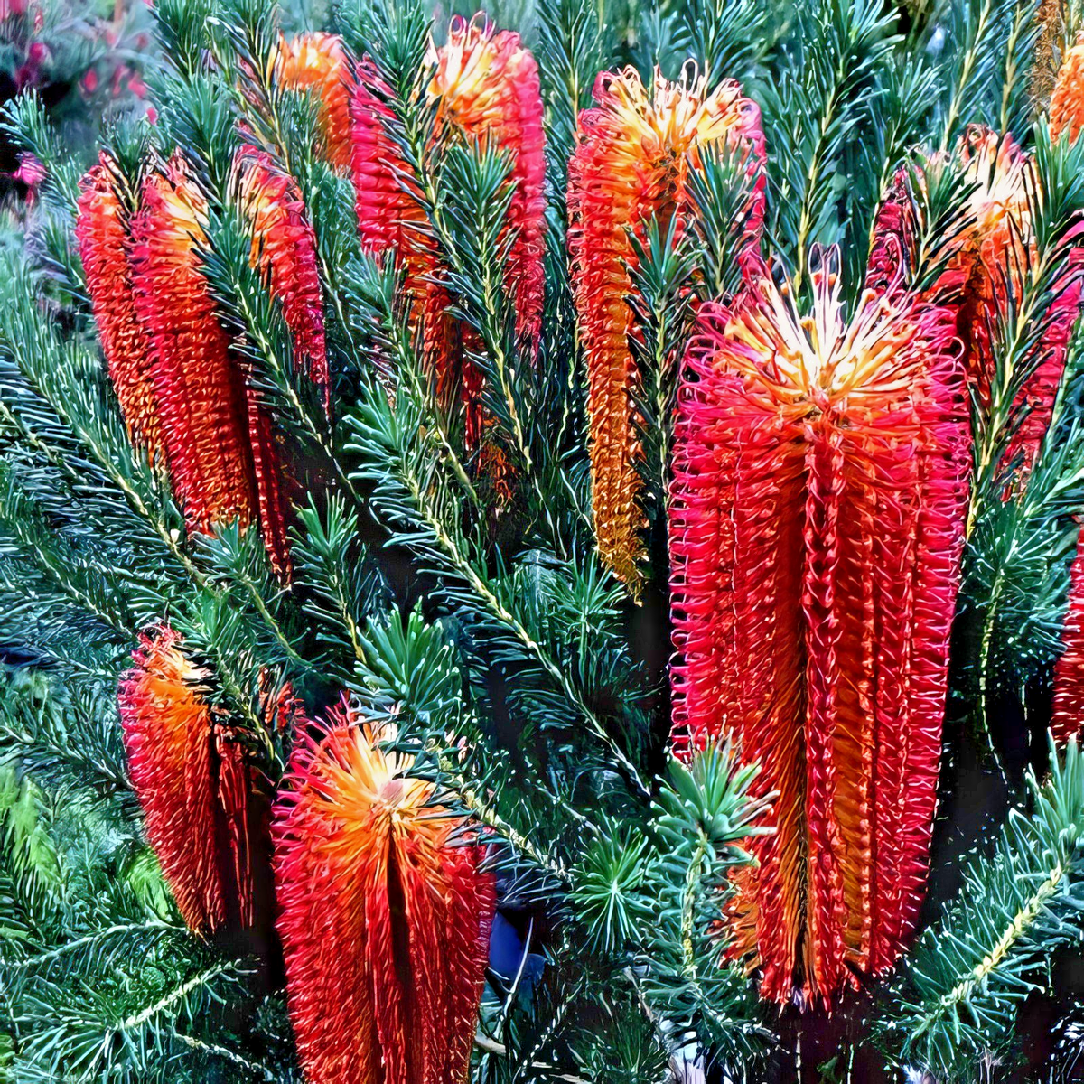 10 Lantern Fireworks (Banksia ericifolia) 