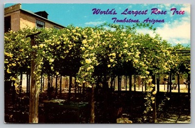 Tombstone Arizona World's Largest Rose Tree Lady Banksia Rose Tree Inn Postcard